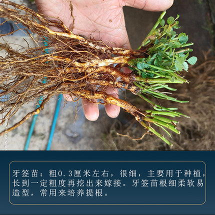 蔷小薇白花无刺蔷薇小苗牙签苗嫁接根接月季造型提根盆景蔷薇杆