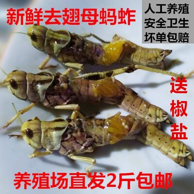 新鲜蚂蚱美食蝗虫活体冷冻公母昆虫带卵籽鸟鱼食烧烤食材包邮