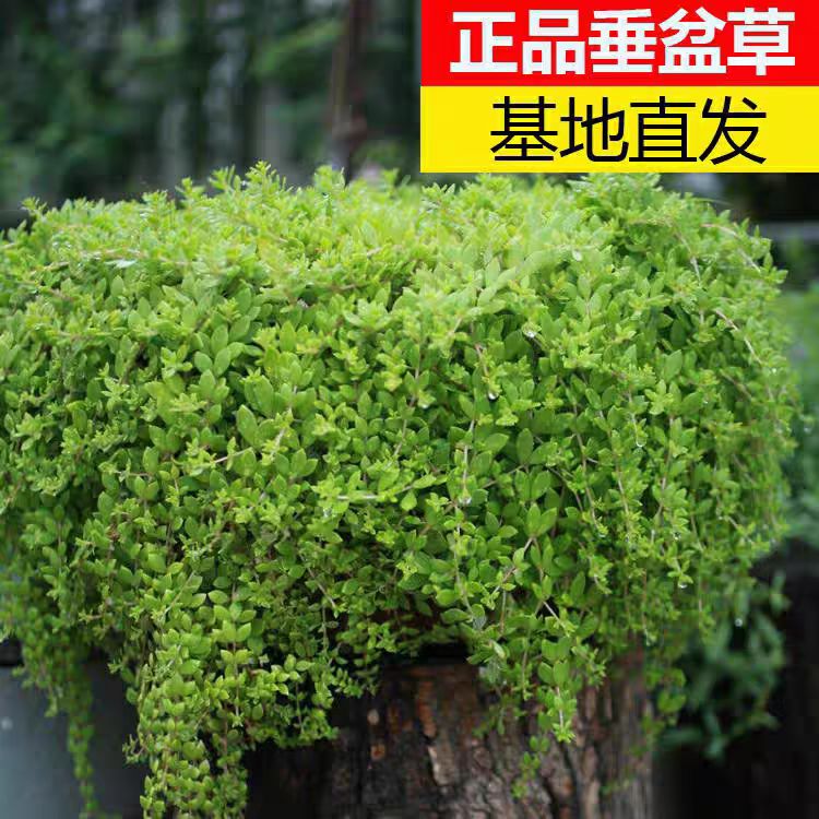 正品垂盆草可食用盆栽中药材养肝护肝药用垂吊植物