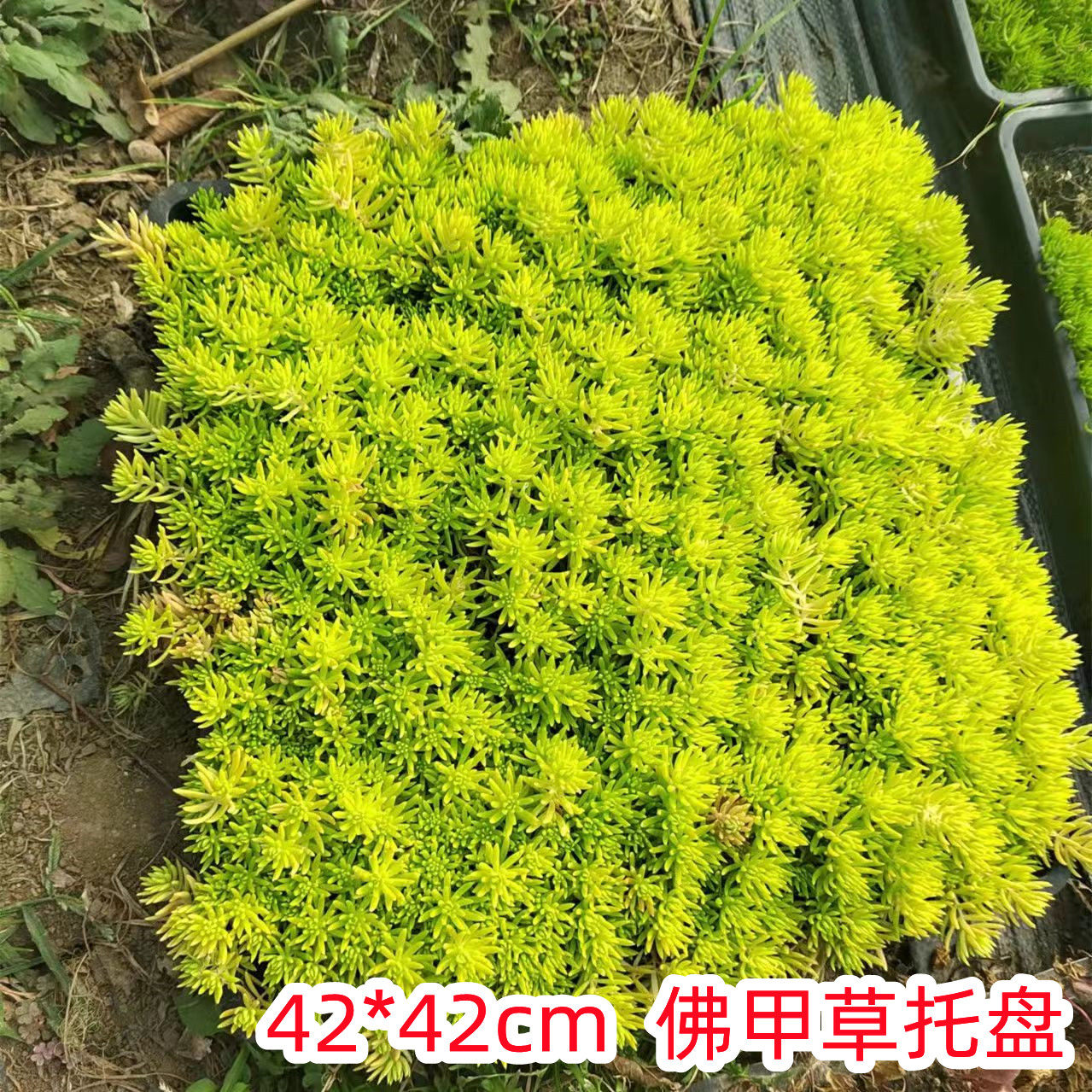 青叶佛甲草屋顶绿化庭院草坪耐寒中华景天四季常绿黄金叶佛甲草苗