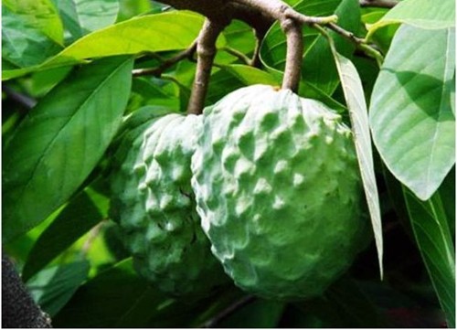 ap番荔枝苗/释迦果/佛头果/林檎 嫁接苗