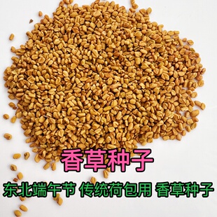 香草种子东北端午节香草种子香草籽香囊草种子东北端午节荷包种子