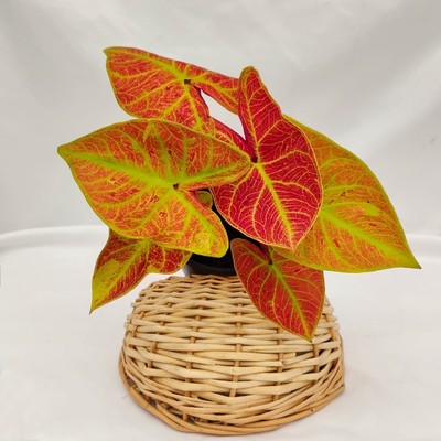 三株金灿彩叶芋盆栽绿植新房