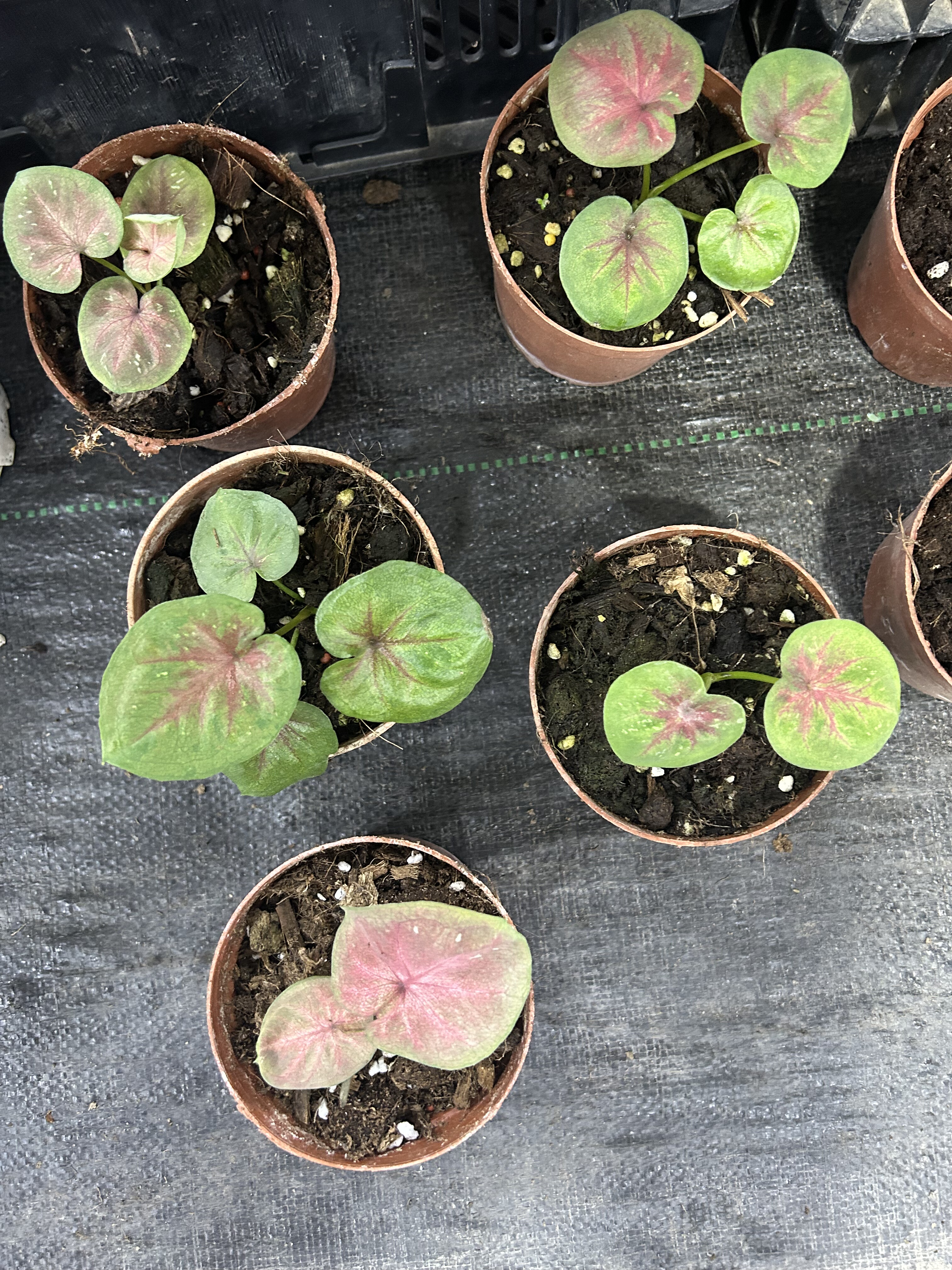 无球小海王不退不换不售后