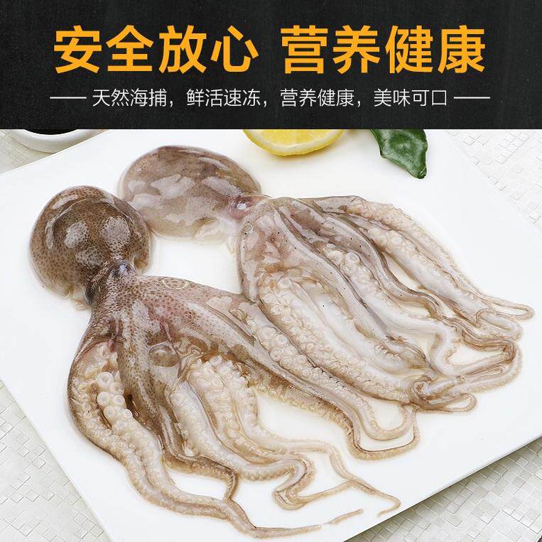 八爪生鲜小鱿鱼章鱼鲜活