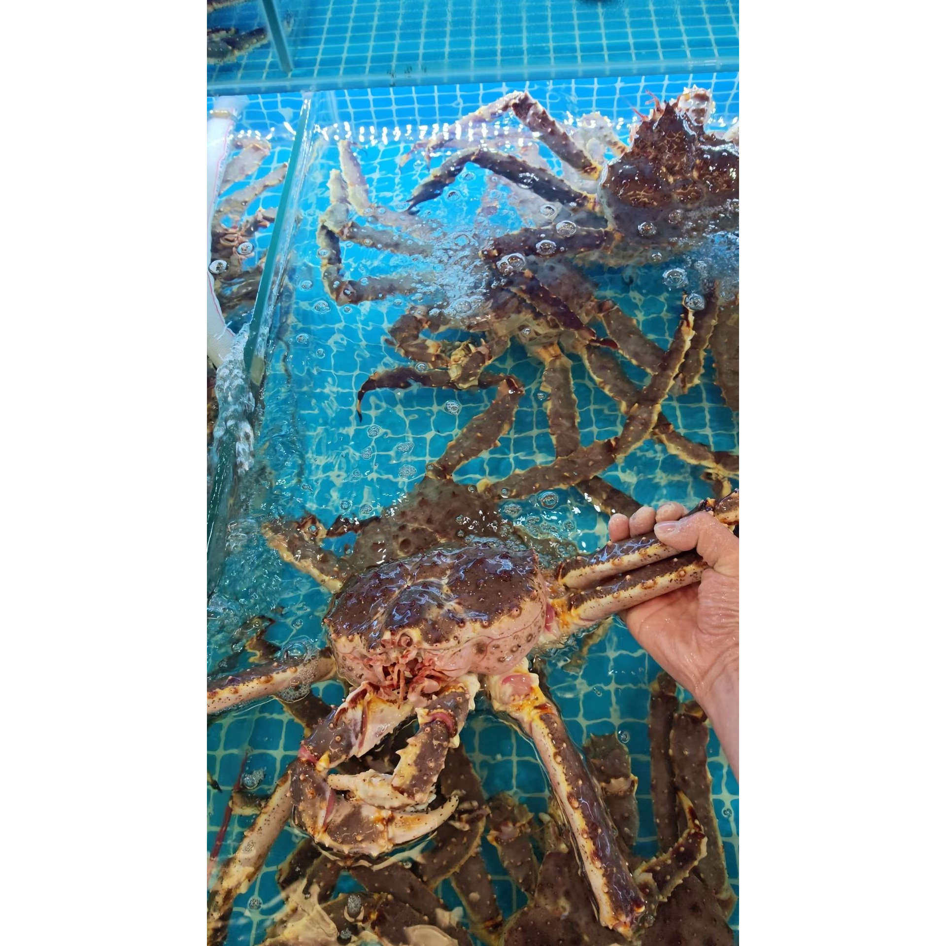 鲜活帝王蟹澳洲龙虾超特大帝王蟹皇帝蟹长脚蟹雪蟹