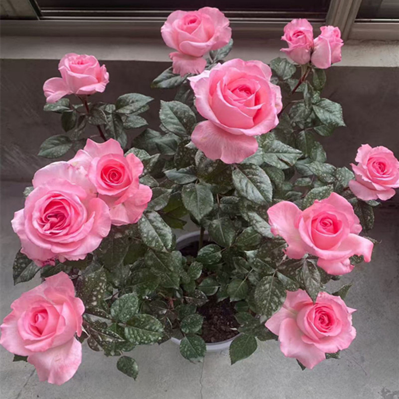 法版花宫娜带花苞原盆原土发货