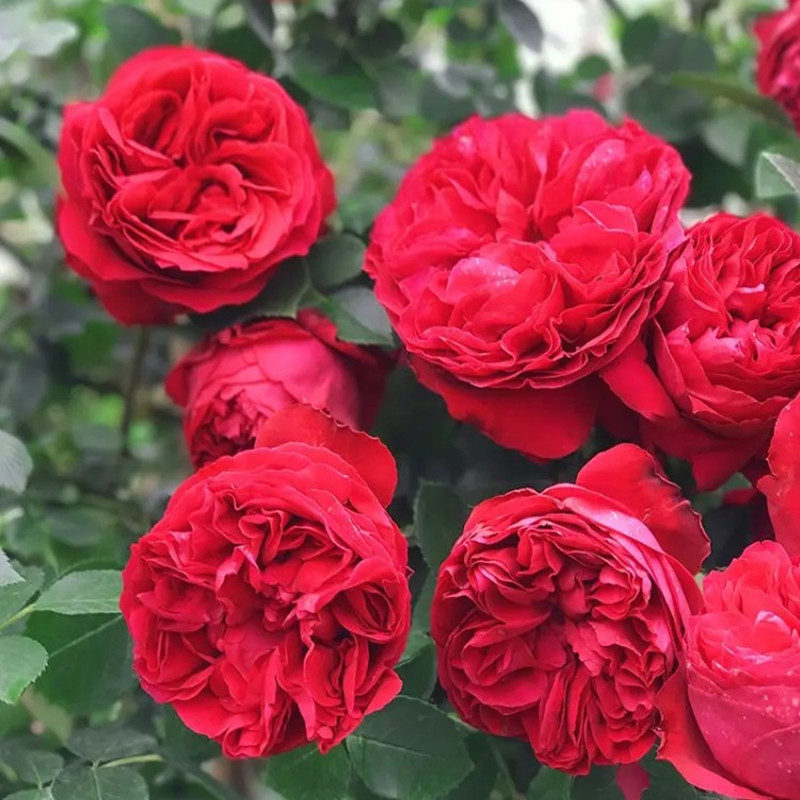 藤本月季带花发货包成活包品种