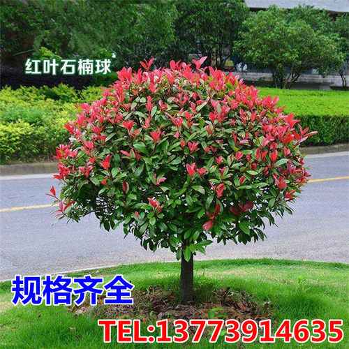 红叶石楠树苗小苗石楠树石楠球篱笆墙树苗四季常青庭院绿化工程苗