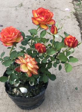 埃斯托里尔大花火焰月季阳台灌木玫瑰盆栽花卉四季开花多头好养活