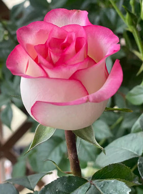 爱莎月季复色大花朵切花月季阳台庭院花卉盆栽观花植物花期带花苞