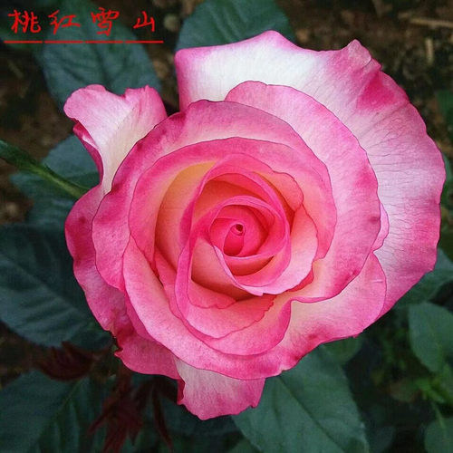 桃红雪山粉红大花四季开花月季