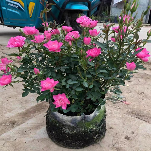 带花苞天荷繁星原盆原土包成活