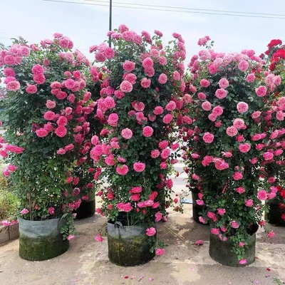 超大苗浓香四季开花爬藤月季