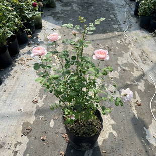 欧月灌木瑞典女王月季玫瑰花苗大花浓香阳台庭院花卉盆栽带花苞发