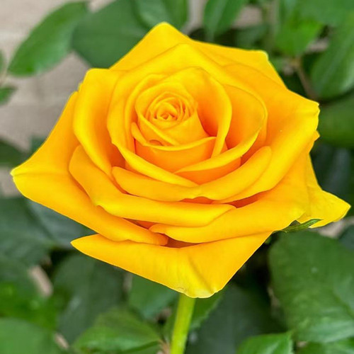 苏格兰黄油玫瑰花苗大花四季