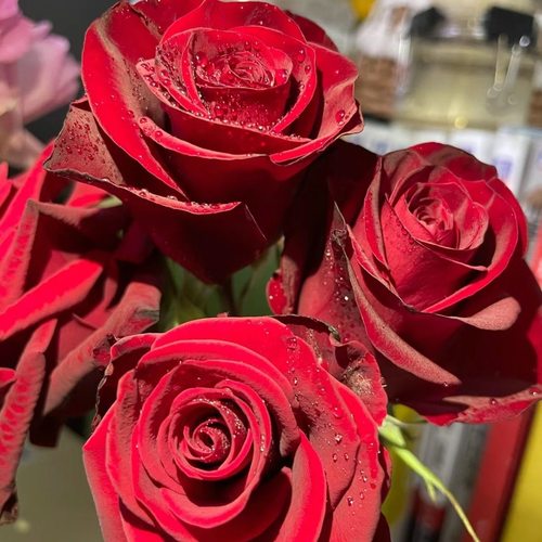 高原红玫瑰切花月季四季开花红玫瑰抗病耐热浓香阳台盆栽庭院花卉