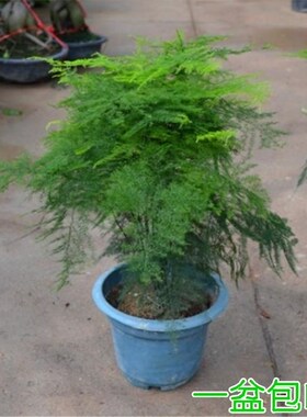 文竹大盆栽 绿色花卉植物 净化空气吸甲醛文竹苗 桌面绿植盆景