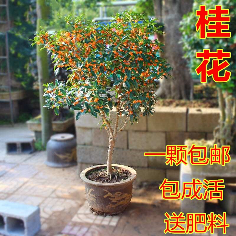 桂花苗包邮嫁接桂花树苗桂花盆栽地栽苗四季桂金桂丹桂沉香桂盆景 鲜花速递/花卉仿真/绿植园艺 时令草本花卉 原图主图