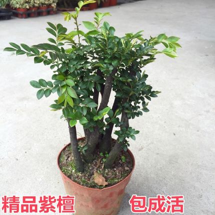 小叶紫檀盆景室内盆栽绿植花卉好养四季常青原花盆老桩树苗黑骨茶