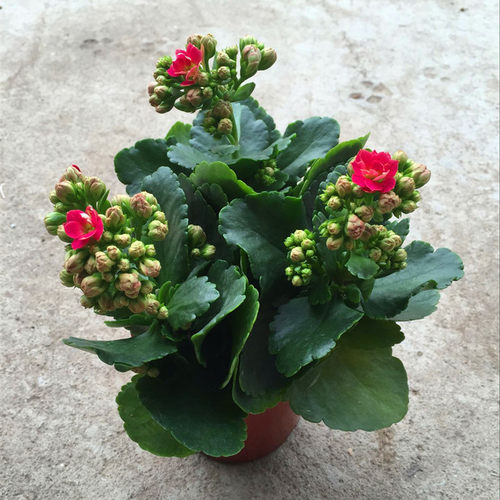 长寿花盆栽花苗带苞重瓣大花