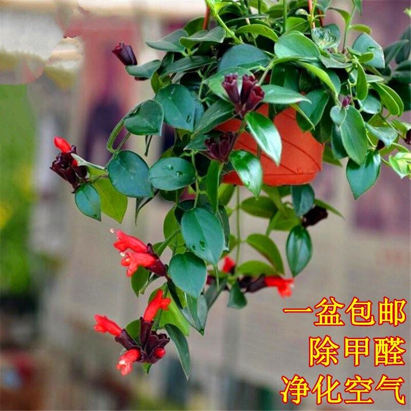 净化空气吸甲醛口红吊兰家庭室内阳台盆栽垂吊观花植物花卉绿植花