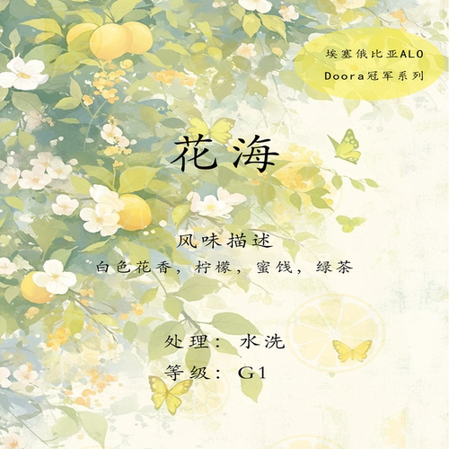 埃塞俄比亚 Alo G1水洗 花海咖啡豆 挂耳咖啡 高品质 新鲜现烘