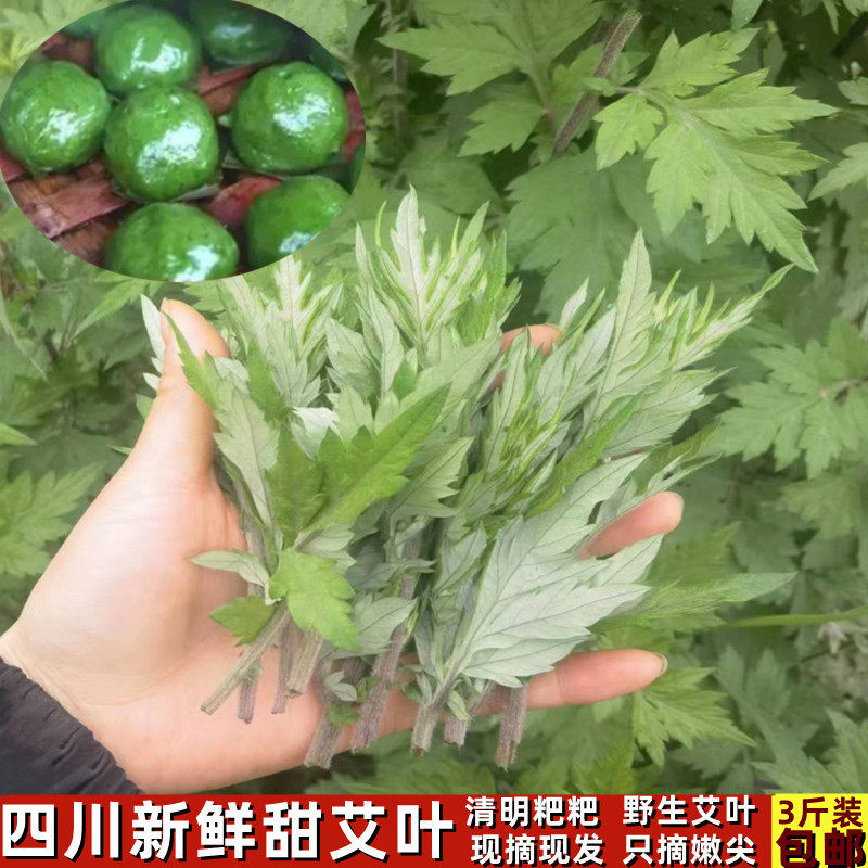艾叶新鲜四川艾草嫩尖野生甜艾草叶艾蒿清明草糍粑艾青团嫩尖蔬菜