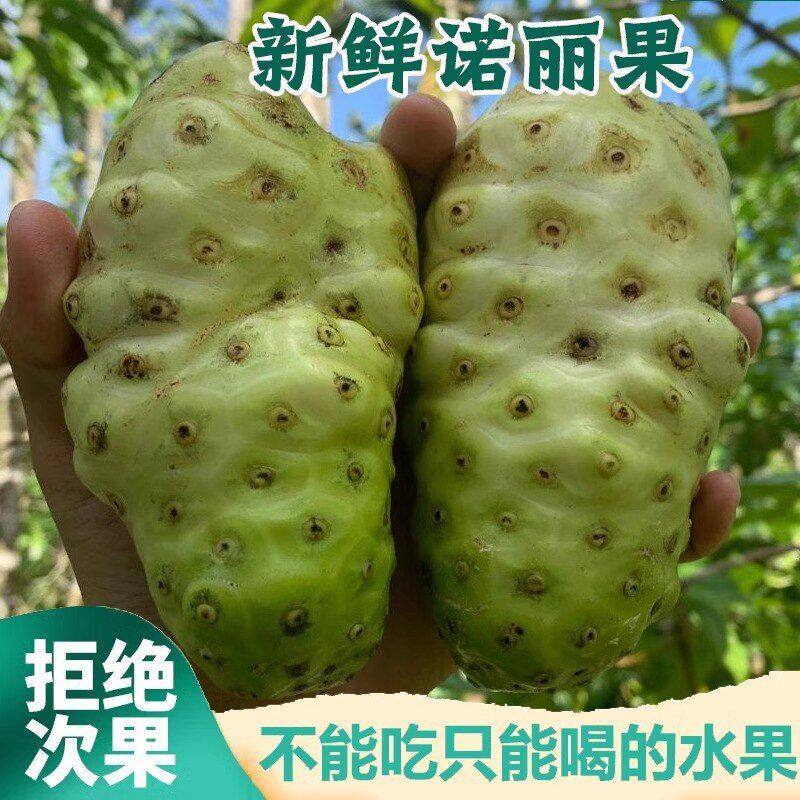 包邮呕吐果诺尼noni斤鲜果诺丽鲜果原料现摘海南新鲜诺丽果10酵素