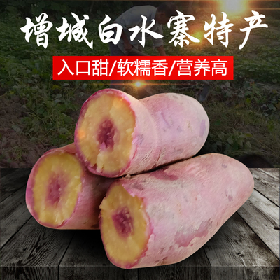 紫心红蜜薯一点红地瓜紫薯板栗