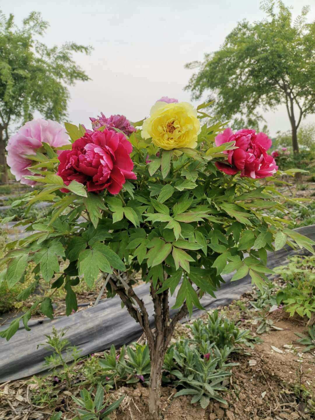 独杆牡丹花多年生牡丹花王岛锦十样锦名贵庭院盆栽别墅