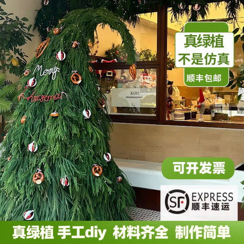 巨型圣诞树歪脖子柳衫天竺少女植物diy圣诞真树装饰品室内外摆件