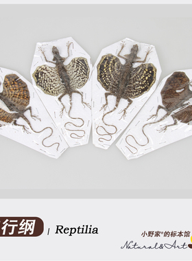 【爬行纲】有鳞目鬣蜥科合集 飞蜥滑翔蜥蜴Draco flying lizards