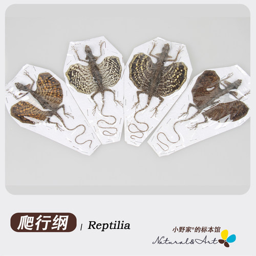 爬行纲有鳞目蜥蜴合集