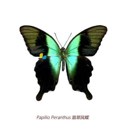 翡翠凤蝶Papilio Peranthus 展翅95-125mm L型印尼