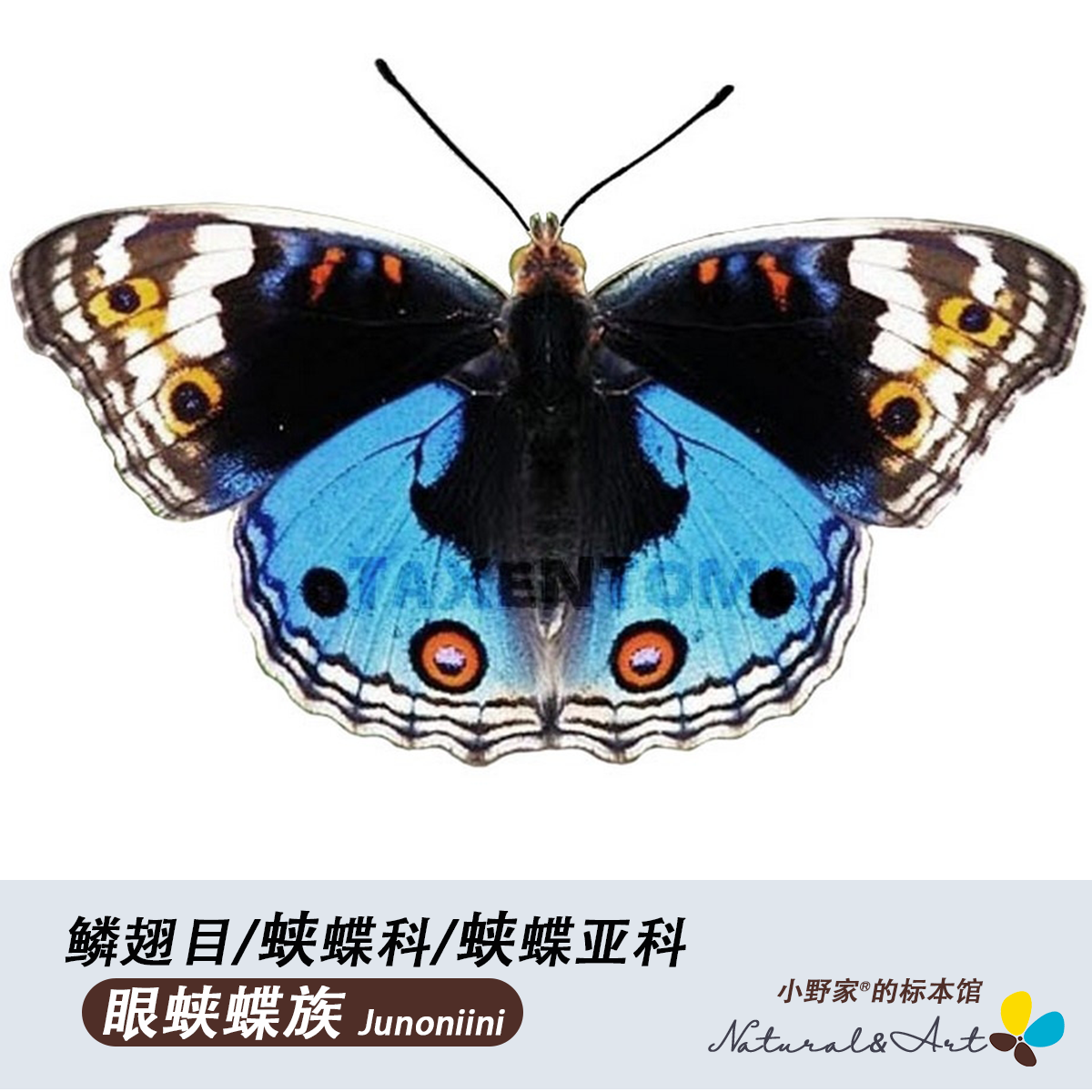 蛱蝶亚科【眼蛱蝶族】优雅眼蛱蝶真蝴蝶标本昆虫原蝶科普展定制,文具电教/文化用品/商务用品,教学标本/模型,淘宝优惠券,粉丝福利购,淘宝优惠卷