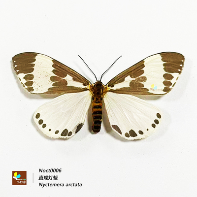 夜蛾总科椴裳夜蛾豹灯蛾柳裳夜蛾