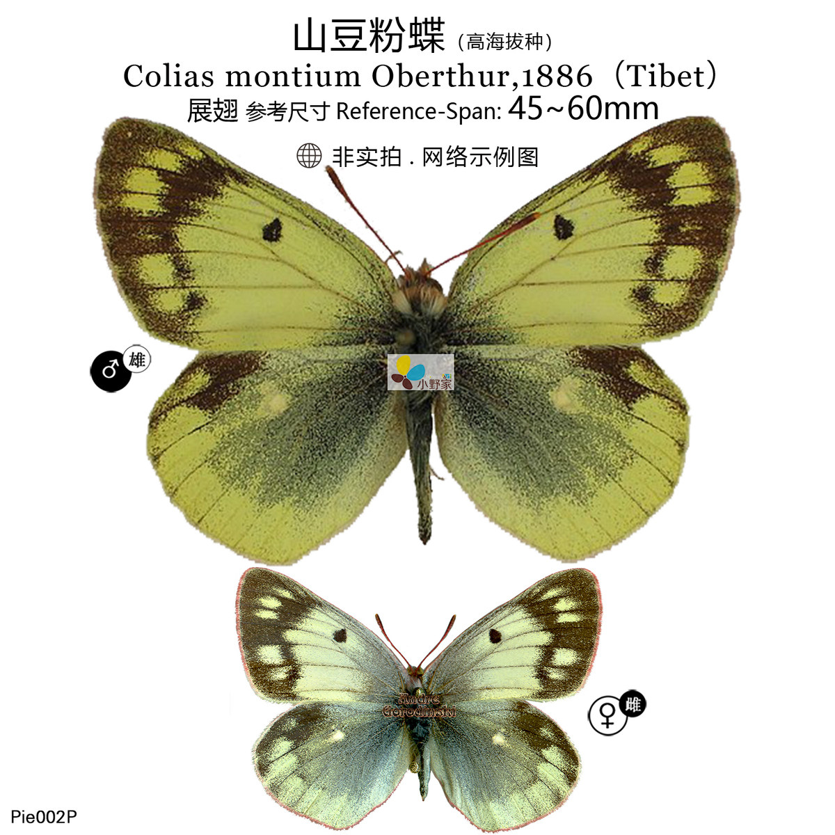 山豆粉蝶(高海拔种)colias montium 展翅45~60mm