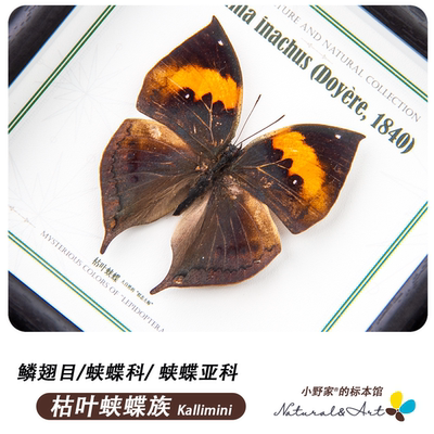 蛱蝶亚科枯叶蛱蝶族标本