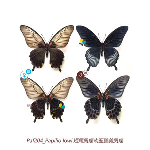 pair短尾凤蝶南亚碧美凤蝶Papilio lowi M型91~105mm菲律宾