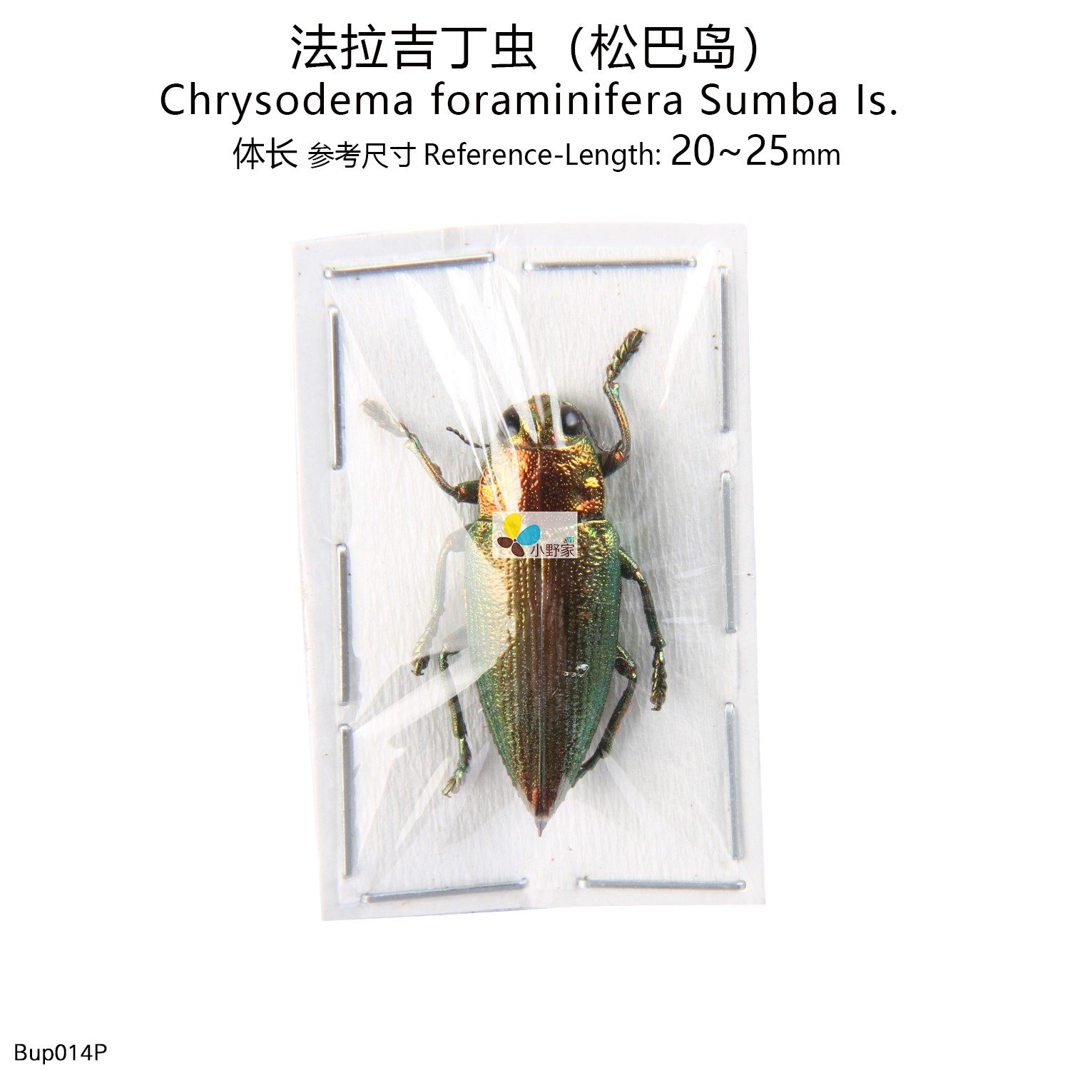 法拉吉丁虫(松巴岛)chrysodema foraminifera