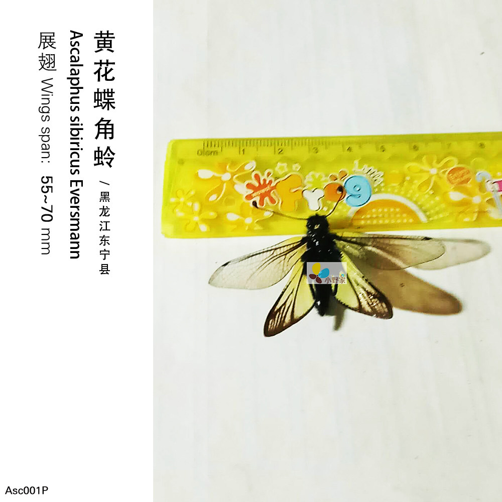 【脉翅目】黄花丽蝶角蛉蚁蛉昆虫纲真蝴蝶标本未展翅原蝶批发