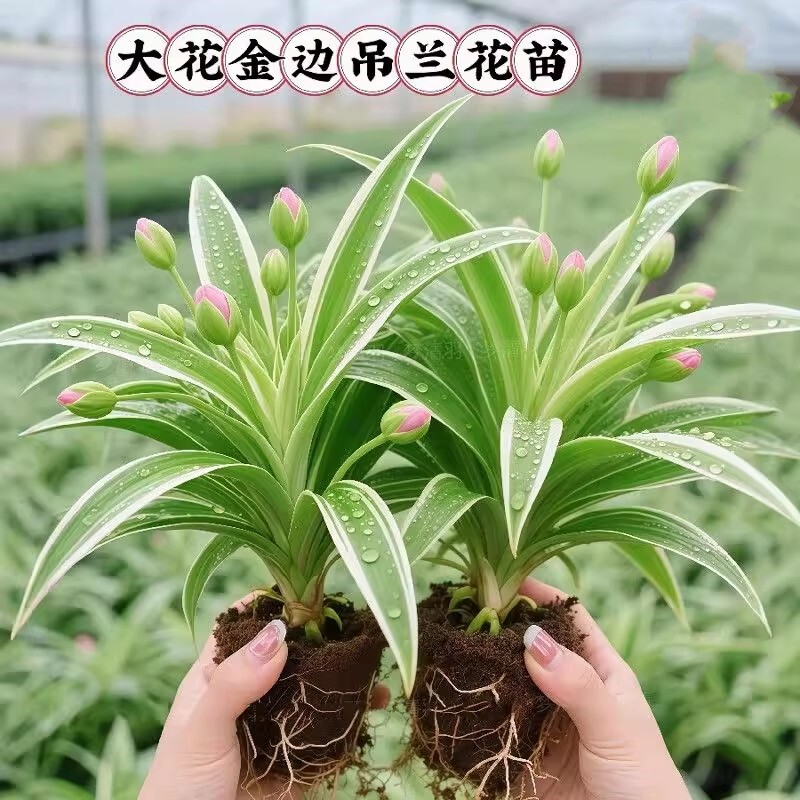 【净化王】金边吊兰盆栽室内客厅净化空气懒人好养新品垂吊花卉