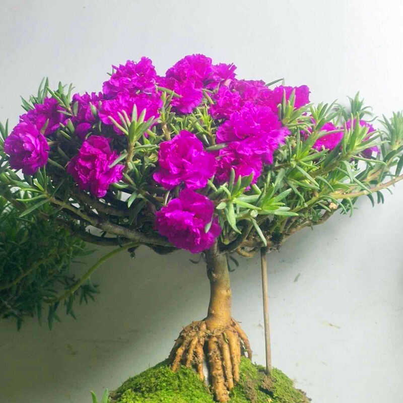 牡丹玫红王老桩重瓣宿根