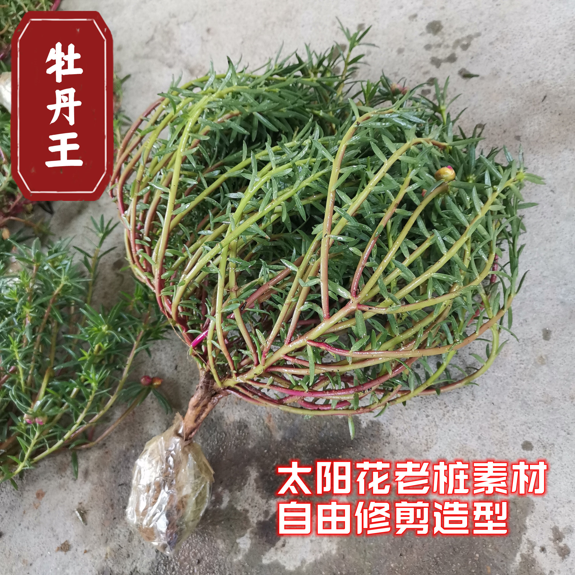 重瓣太阳花老桩牡丹玫红