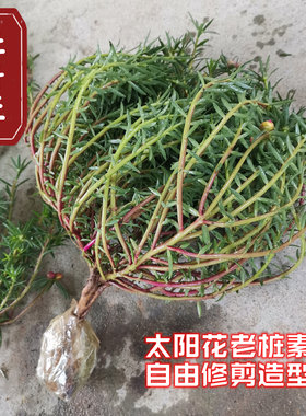 重瓣太阳花老桩牡丹玫红紫玫红王素材花苗带根带土带花苞盆景造型