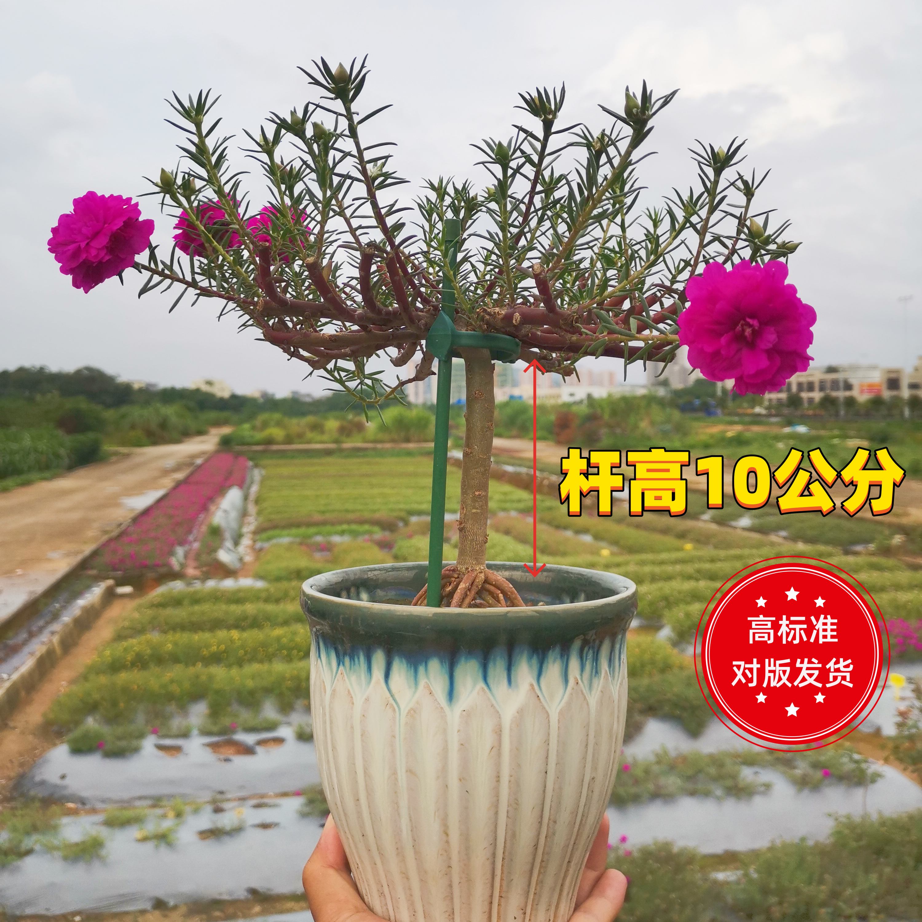 【震撼上市】10公分超高