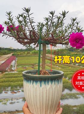 【震撼上市】10公分超高杆太阳花老桩玫红王超级玫红重瓣盆景根景