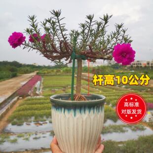 10公分超高杆太阳花老桩玫红王超级玫红重瓣盆景根景 震撼上市