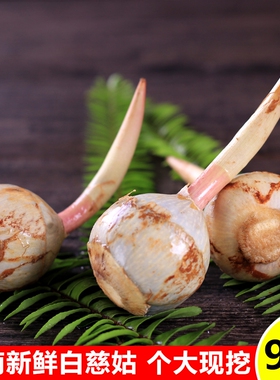 云南新鲜白慈姑茨菰茨菇白马蹄鲜慈姑粉糯荸荠新鲜蔬菜包邮